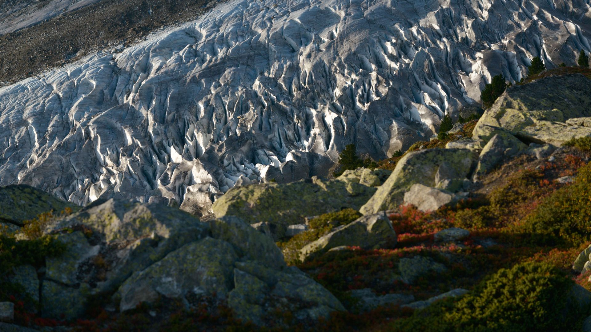 Rough, jagged ice towers and crevasses show how close and wild the Great Aletsch Glacier is just behind the rocks.