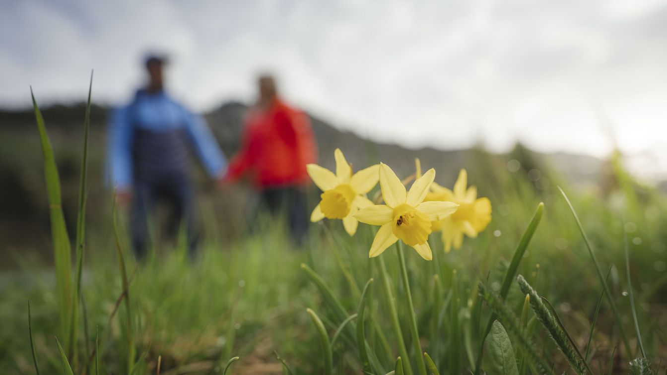 Printemps montagnard dans l'Aletsch Arena avec des narcisses jaunes dans l'herbe, tandis qu'un couple se tient vaguement main dans la main derrière eux.
