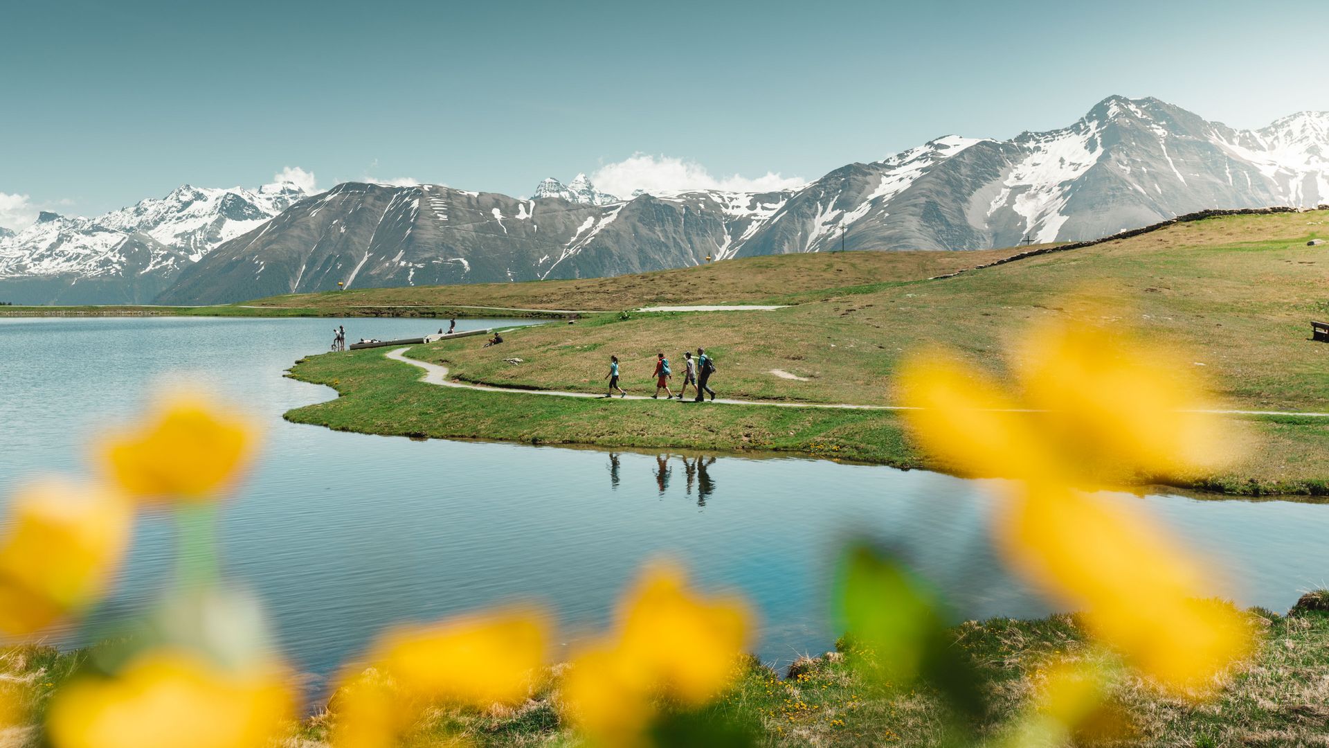 Une famille se promène en été le long du lac de Bettmer sur la Bettmeralp Suisse, entourée de fleurs jaunes.