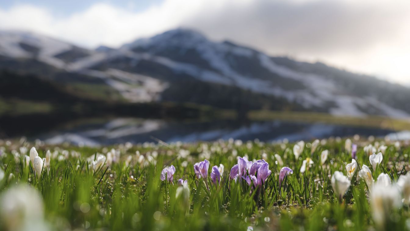 Printemps montagnard dans l'Aletsch Arena avec des crocus violets et blancs dans une prairie verte devant des montagnes et un lac aux contours flous.