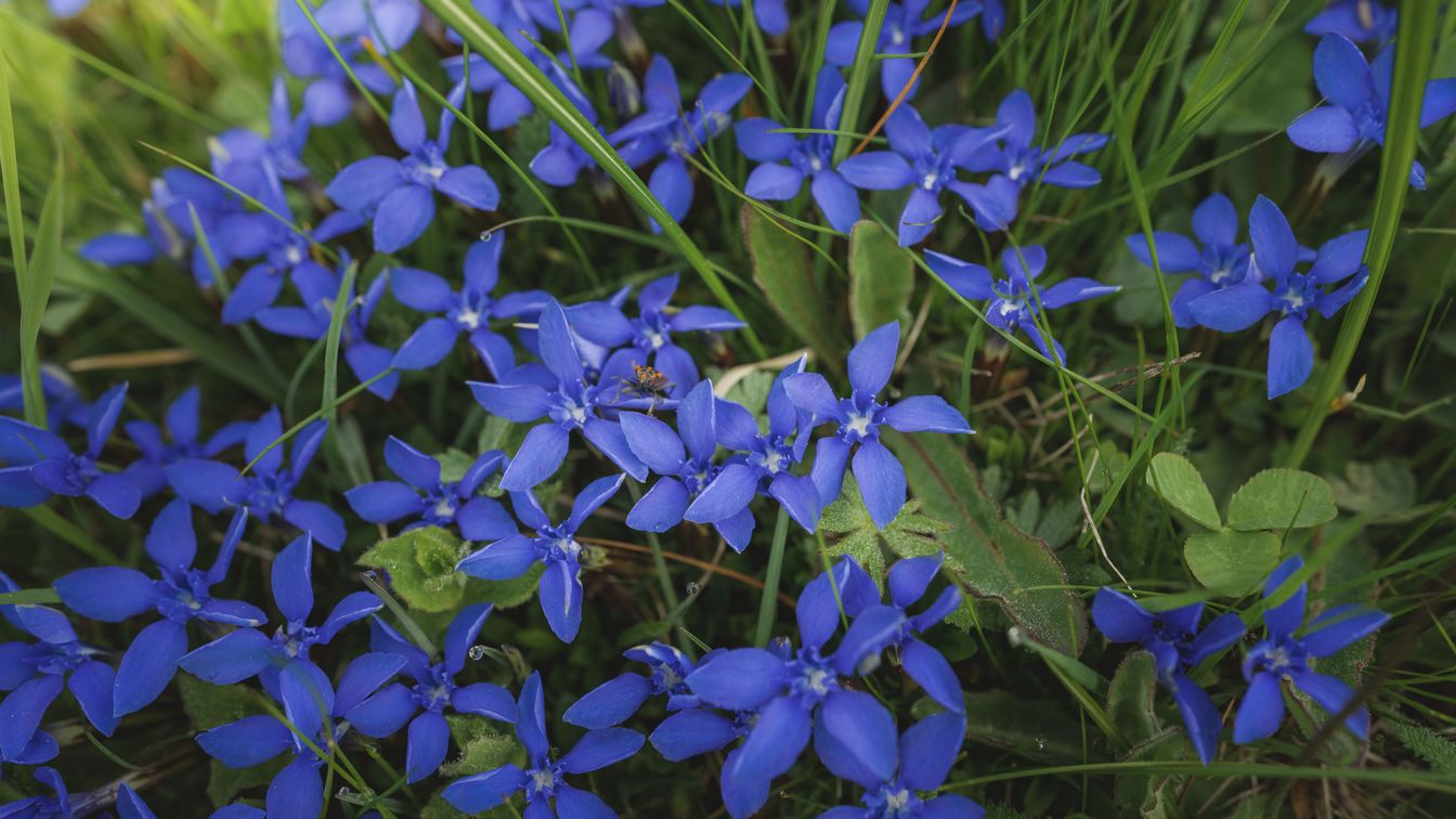 Printemps montagnard dans l'Aletsch Arena avec de nombreuses fleurs bleues dans une prairie entre de fins brins d'herbe.