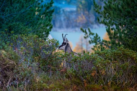Eine Gämse steht zwischen grünen Büschen, fotografiert auf einer Wanderung während dem Retreat Aletsch Arena.