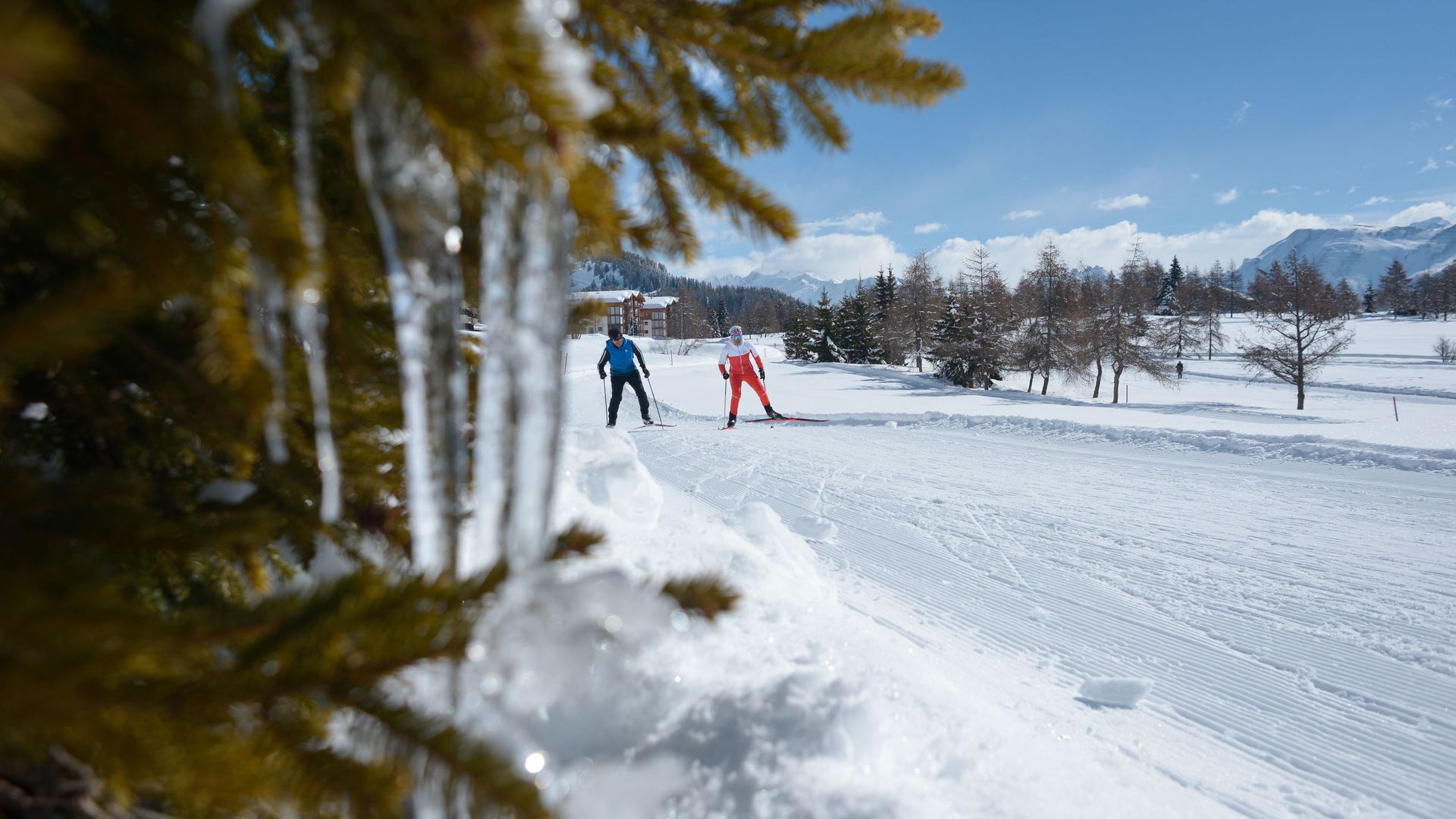 On voit deux personnes pratiquant le ski de fond dans l'Aletsch Arena, le long d'une piste enneigée. Au premier plan, on distingue des branches de sapin recouvertes de glace.
