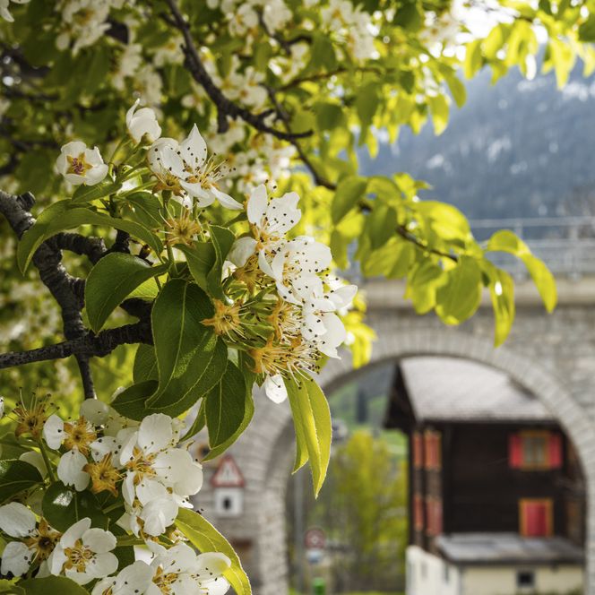 White spring blossoms in the foreground, behind them a traditional house and a stone viaduct in Lax Valais.