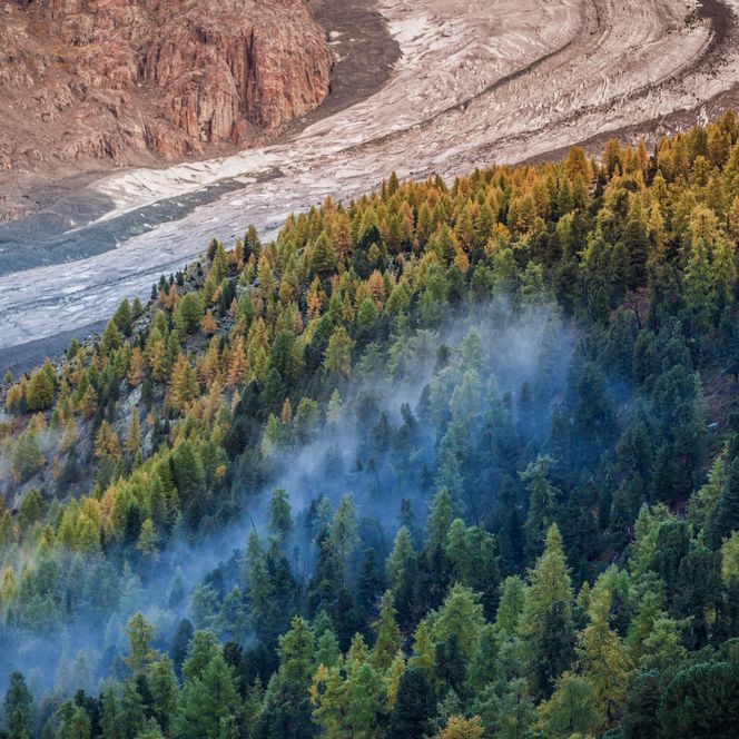 Golden larches and light mist on the mountainside, with the icy Grosser Aletsch Glacier stretching out behind it