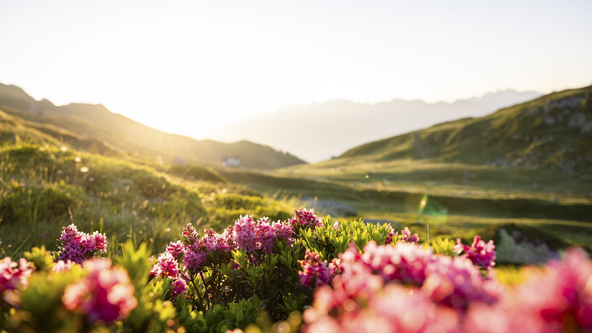 Des roses des Alpes roses brillent dans la chaleur du lever de soleil sur les prairies vertes de Bettmeralp, en Suisse, en été.