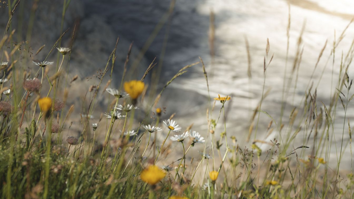 Im Vordergrund sind Alpenblumen und Gräser beim Aussichtspunkt Platta bei Fiescheralp zu sehen, im Hintergrund ist der Aletschgletscher in der Aletsch Arena verschwommen zu erkennen.