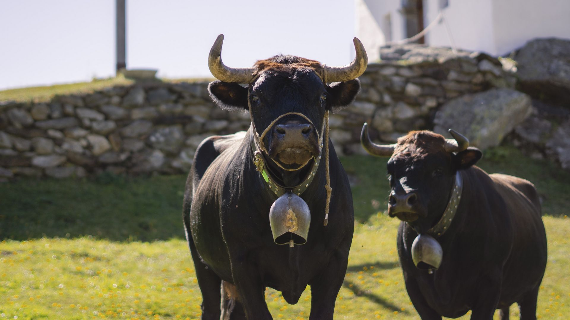 Deux vaches avec de grandes cloches se tiennent dans une prairie. La désalpe fait partie des traditions de l'Aletsch Arena.
